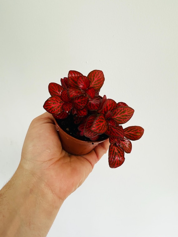 Fittonia Red Velvet - Nerve Plant - Easy Plants - Beginner Plant - Live Houseplant in 3” Pot