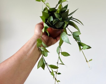 Hoya Lacunosa Mint Coint - Silver Hoya - Tropical Wax Plant - Available in 3” or 4” Pots