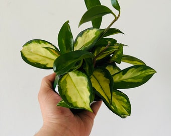 Hoya Carnosa Exotica - Tricolor - Variegated Hoya - Tropical Houseplant