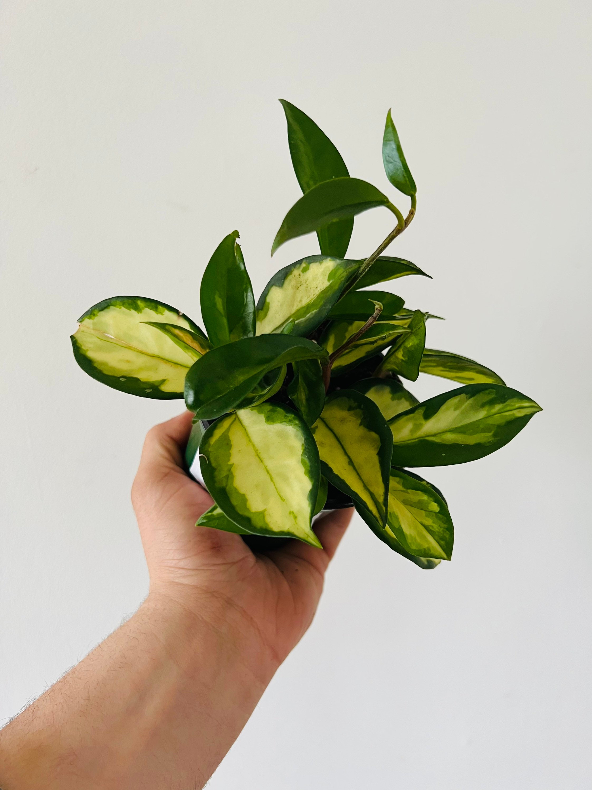 Hoya Carnosa Exotica - Tricolor - Variegated Hoya - Tropical