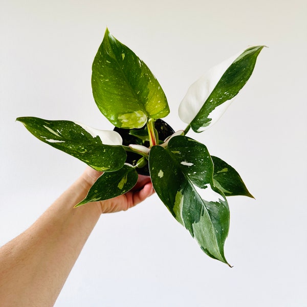 Philodendron White Princess - High Variegation - Rare Plant - Live Plant in 4” Pot