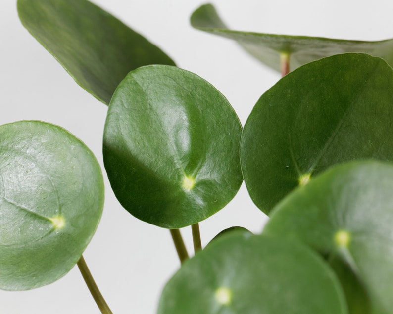 Pilea Peperomioides Chinese Money Plant Pancake UFO Etsy