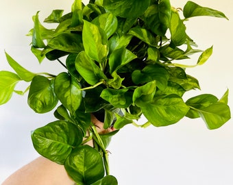 Global Green Pothos - Variegated Epipremnum - Rare Tropical Houseplant - Live Plant - Available in Multiple Sizes