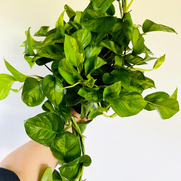 Global Green Pothos - Variegated Epipremnum - Rare Tropical Houseplant - Live Plant - Available in Multiple Sizes