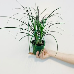 Ponytail Palm - Bulbous Palm - 4” Tropical Houseplant