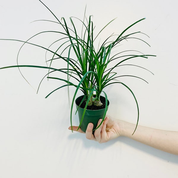 Ponytail Palm - Bulbous Palm - 4” Tropical Houseplant