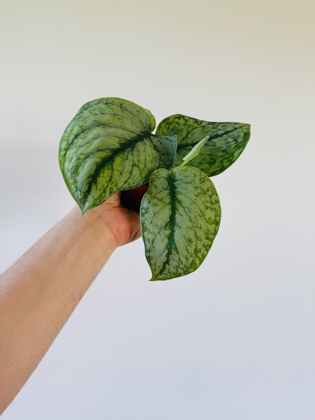 wall planters for succulents Long Wall Planter