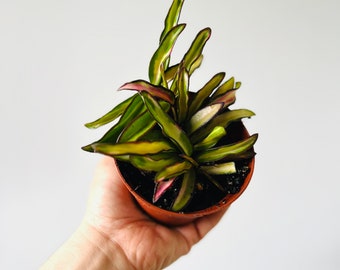 Hoya Kentiana Variegated - Tricolor Hoya - Tropical Wax Plant - Available in 4” Pots