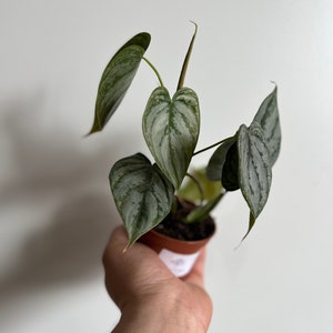 May include: A small potted plant with silver and green leaves. The plant is in a brown pot and is being held by a hand.