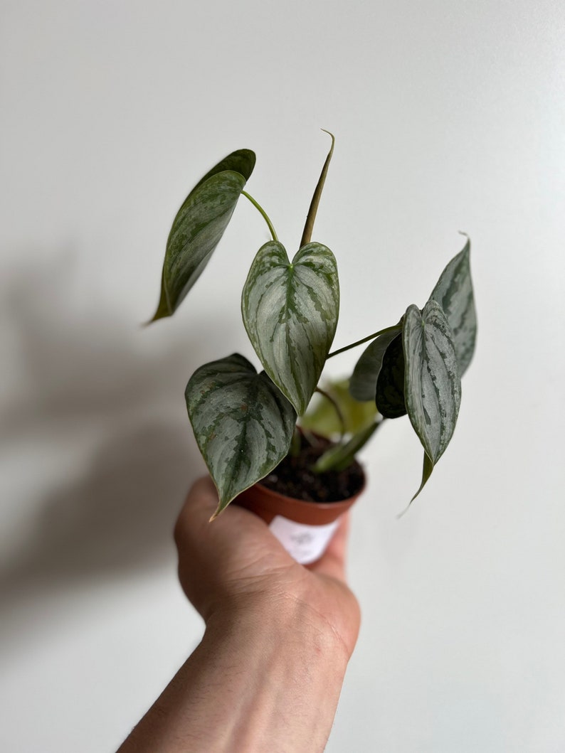 May include: A small potted plant with silver and green leaves. The plant is in a brown pot and is being held by a hand.