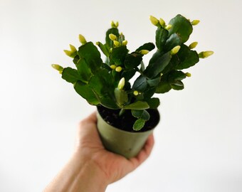 Spring Cactus - White Flowers - Schlumbergera syn. Rhipsalidopsis Gaertneri -  Holiday Cactus - Live Plant in 4” Pot