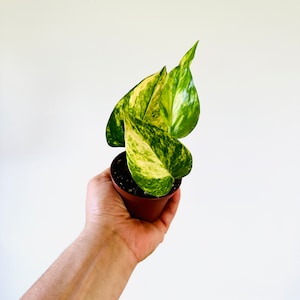 Pothos Valencia - Teruno Pothos - Japanese Pothos - Terunoworld Collection -  Tropical Houseplant - Starter Plants - LIMIT: One Per Customer