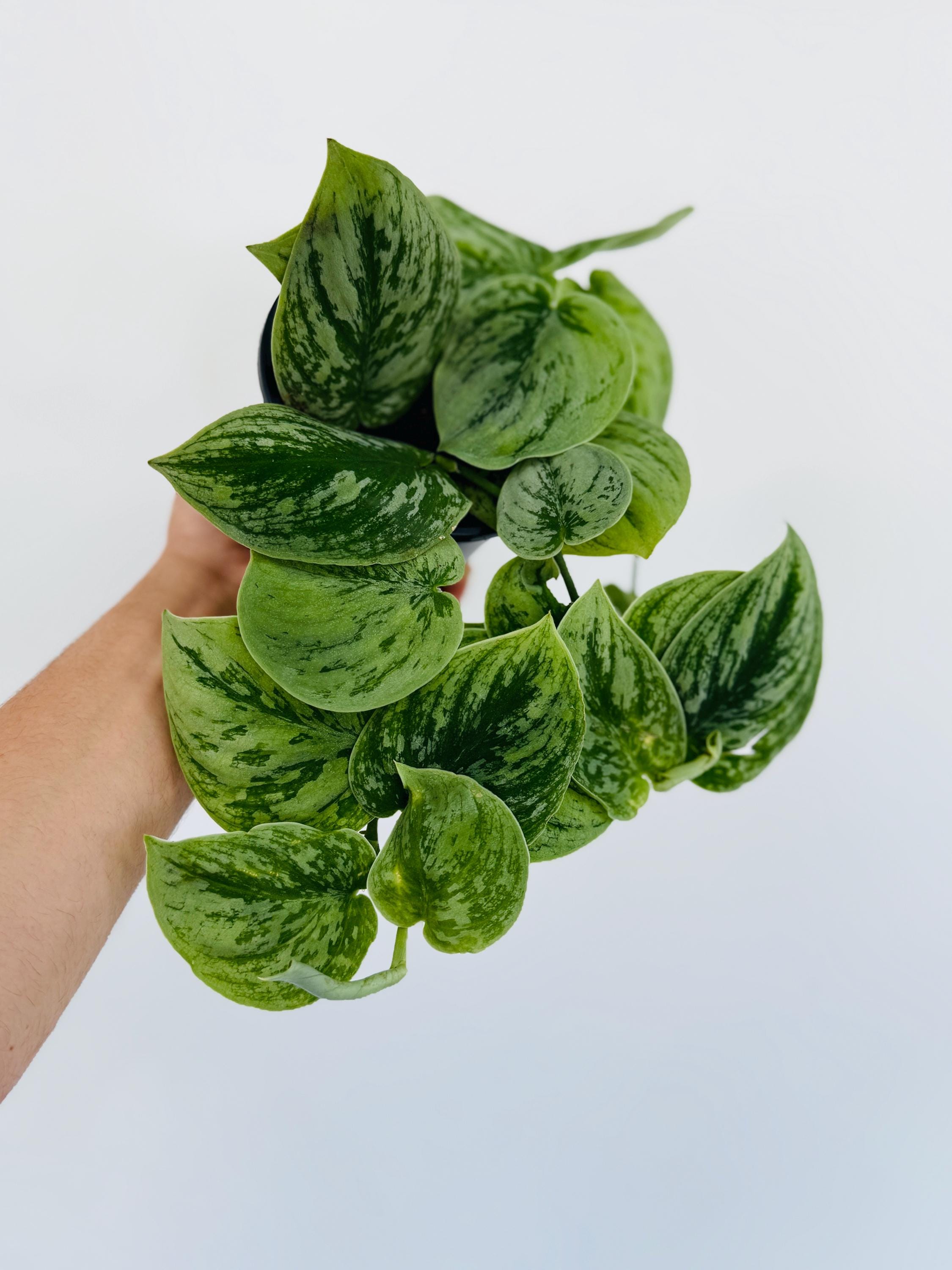 Scindapsus Sp. Borneo - Rare Aroid - Silver Satin Pothos - Live
