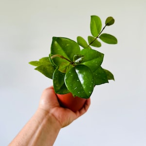 Hoya Freckles Splash: Carnosa Live Plant in 4” Pot