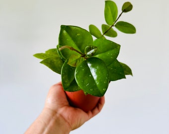 Hoya Freckles Splash: Carnosa Live Plant in 4” Pot