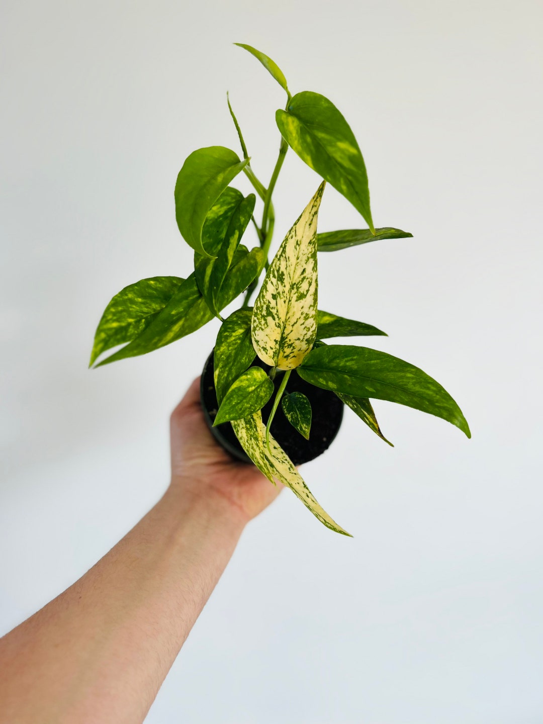 Epipremnum pinnatum kujang's flame. This plant has settled in so fast,  super excited!! : r/pothos