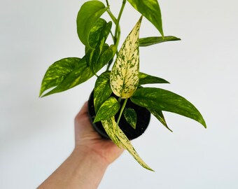 Epipremnum pinnatum: Green, Mint, Albo, Aurea, Aure “yellow flame” 