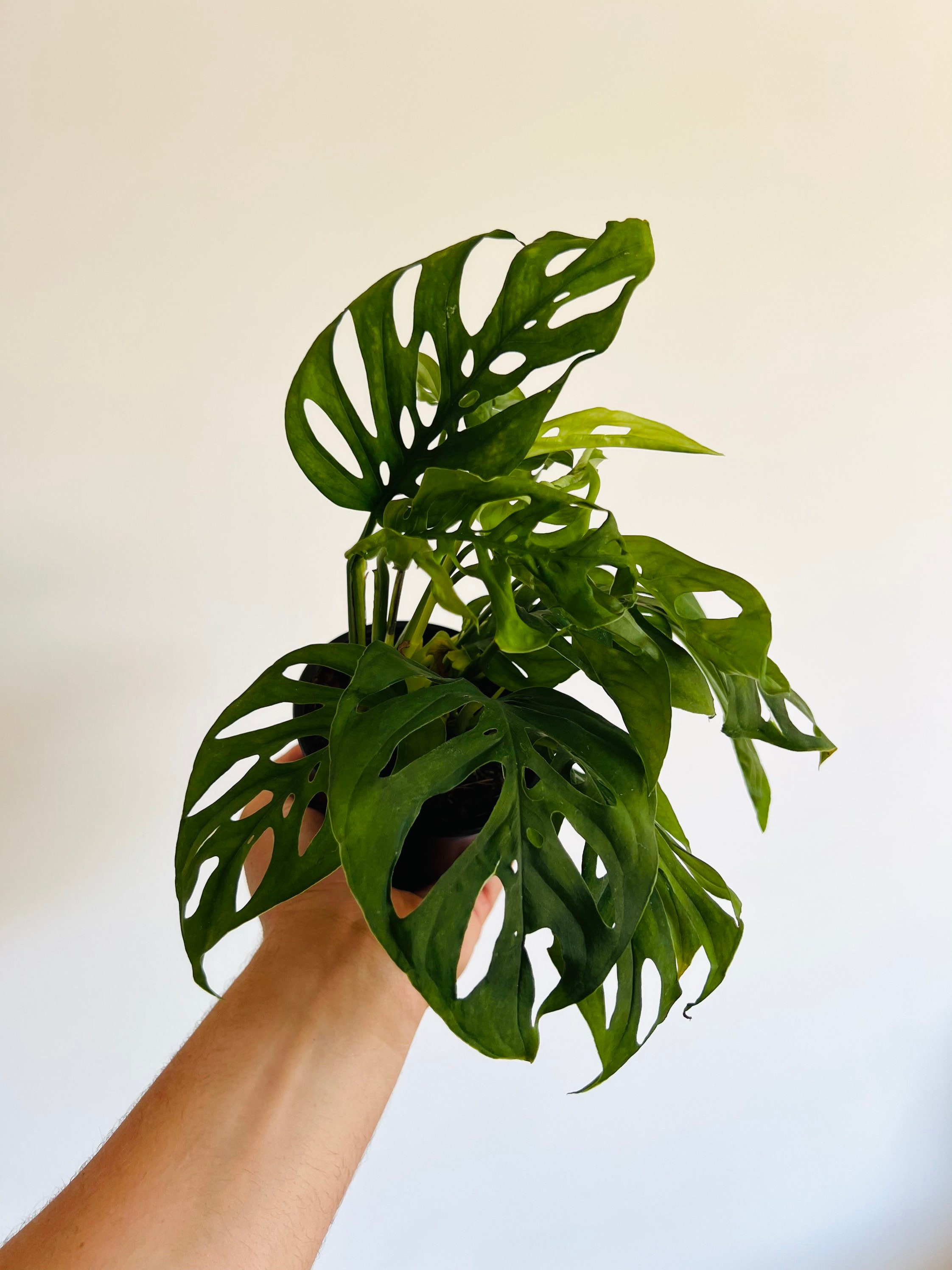 Monstera Esqueleto - Skeleton Plant - Rare Aroid - Tropical Plant - Available in 3” or 4” Pots