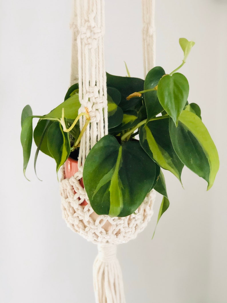 Brasil Philodendron  Variegated  4 Heart Leaf Houseplant image 0