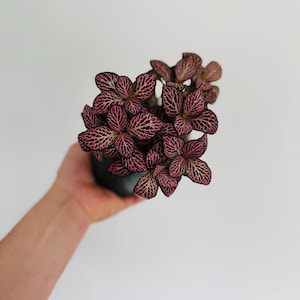 May include: A small potted plant with dark green leaves and pink veins. The plant is held in a black pot against a white background. The leaves have a striking pattern.