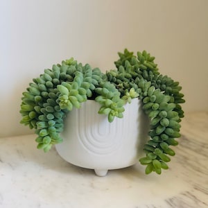 Burro’s “Burrito” Tail - Sedum Morganianum - Burrito Tail - Trailing Plant - Succulent - Multiple Sizes