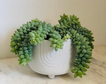 Burro’s “Burrito” Tail - Sedum Morganianum - Burrito Tail - Trailing Plant - Succulent - Multiple Sizes