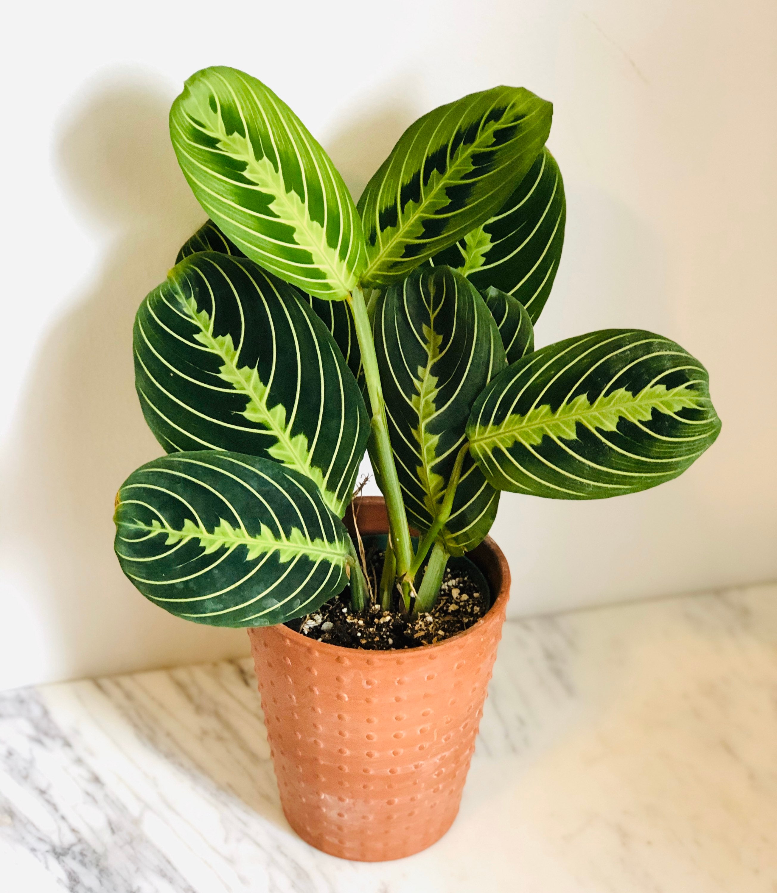 Маранта leuconeura