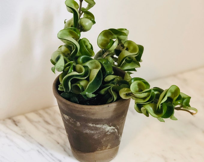 Rope Hoya Large Growth Hindu Carnosa Krinkle Curl Compacta Large Growth