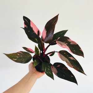 Philodendron Pink Princess Marble - Rare Plant - Live Plant in 4” Pot