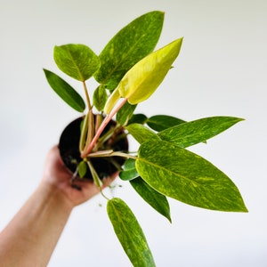 Philodendron Painted Lady - Philodendron Hybrid - Tropical Plant - 4” Houseplant