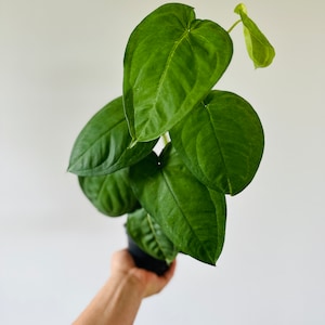 Syngonium Macrophyllum - Ice Frost Syngonium - Live Houseplant in 4” Pot