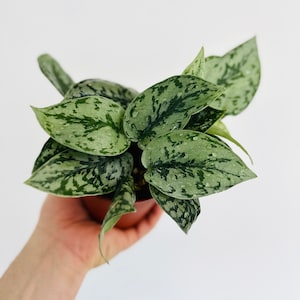 Silver Lady Pothos - Scindapsus Silver Lady - Silver Pothos Plant - Easy Houseplant - Live Plant in 3&quot; or 4&quot; Pots