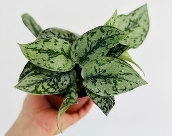 Silver Lady Pothos - Scindapsus Silver Lady - Silver Pothos Plant - Easy Houseplant - Live Plant in 3" or 4" Pots