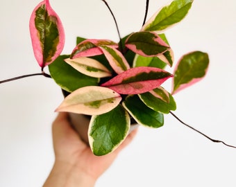 Hoya Flamingo Dream - New Hoya Carnosa Hybrid - Live Plant in 5” Pot