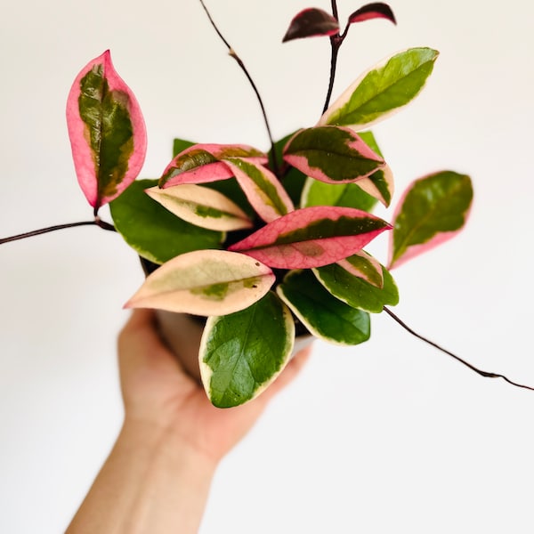 Hoya Flamingo Dream (Purple Pride) - New Hoya Carnosa Sport Variety - Live Plant in 5” Pot