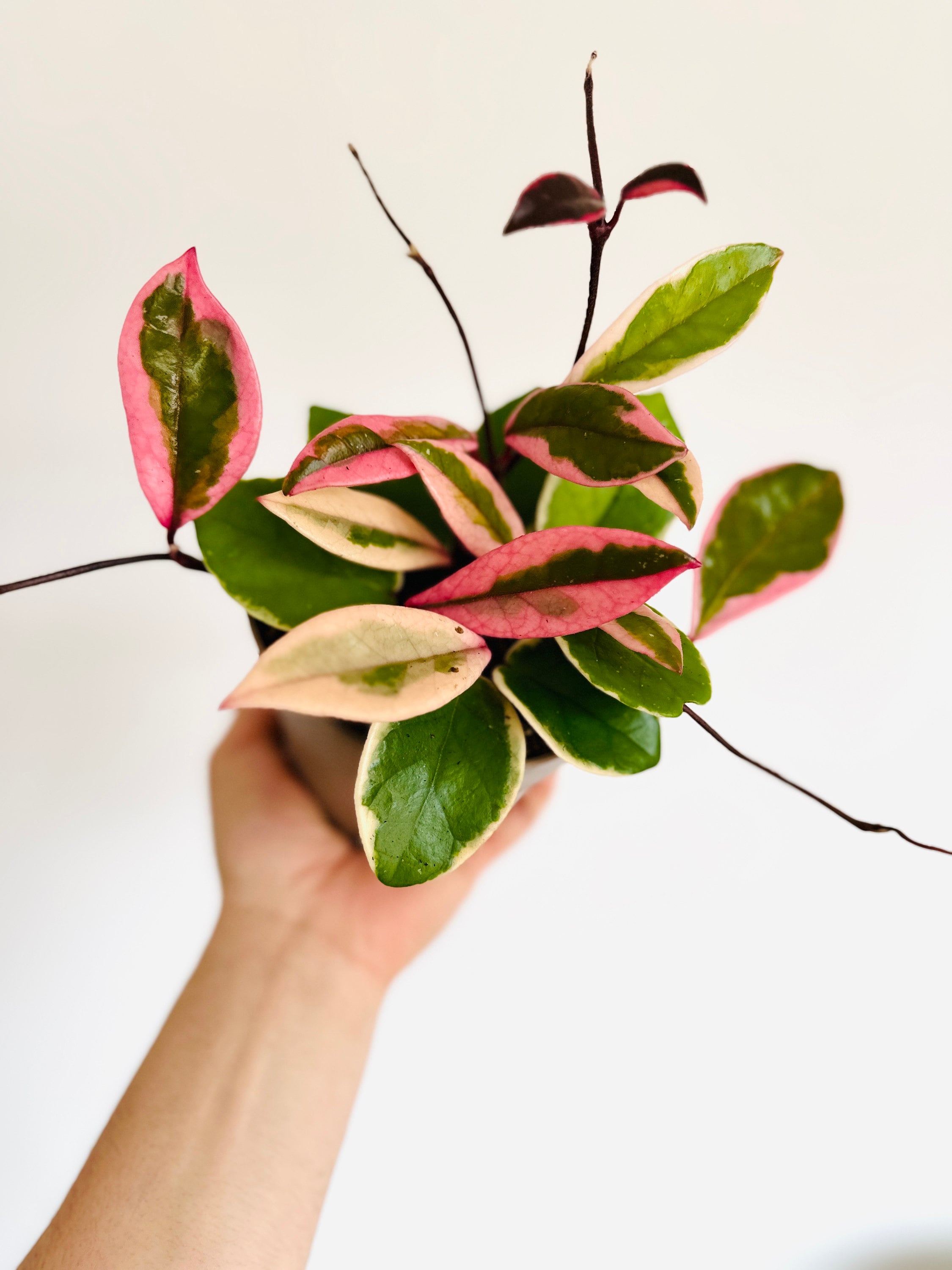 Hoya Flamingo Dream (purple Pride): Pink Variegated Carnosa - 5