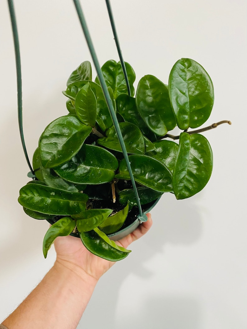 BrumleyandBloom Hoya Krinkle - Thumbnail 2