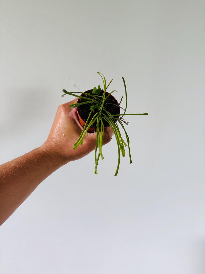 BrumleyandBloom Hoya Retusa
