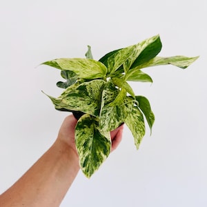 May include: A potted Epipremnum aureum plant featuring heart-shaped leaves with a variegated pattern of deep green and creamy white splashes. The foliage is dense and pointed, displaying a marbled appearance across the surface of each individual leaf.