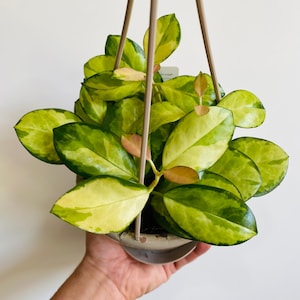 Hoya Australis Lisa - Variegated Hoya - Fragrant Hoya - Available in 3” Pots of 6” Hanging Baskets