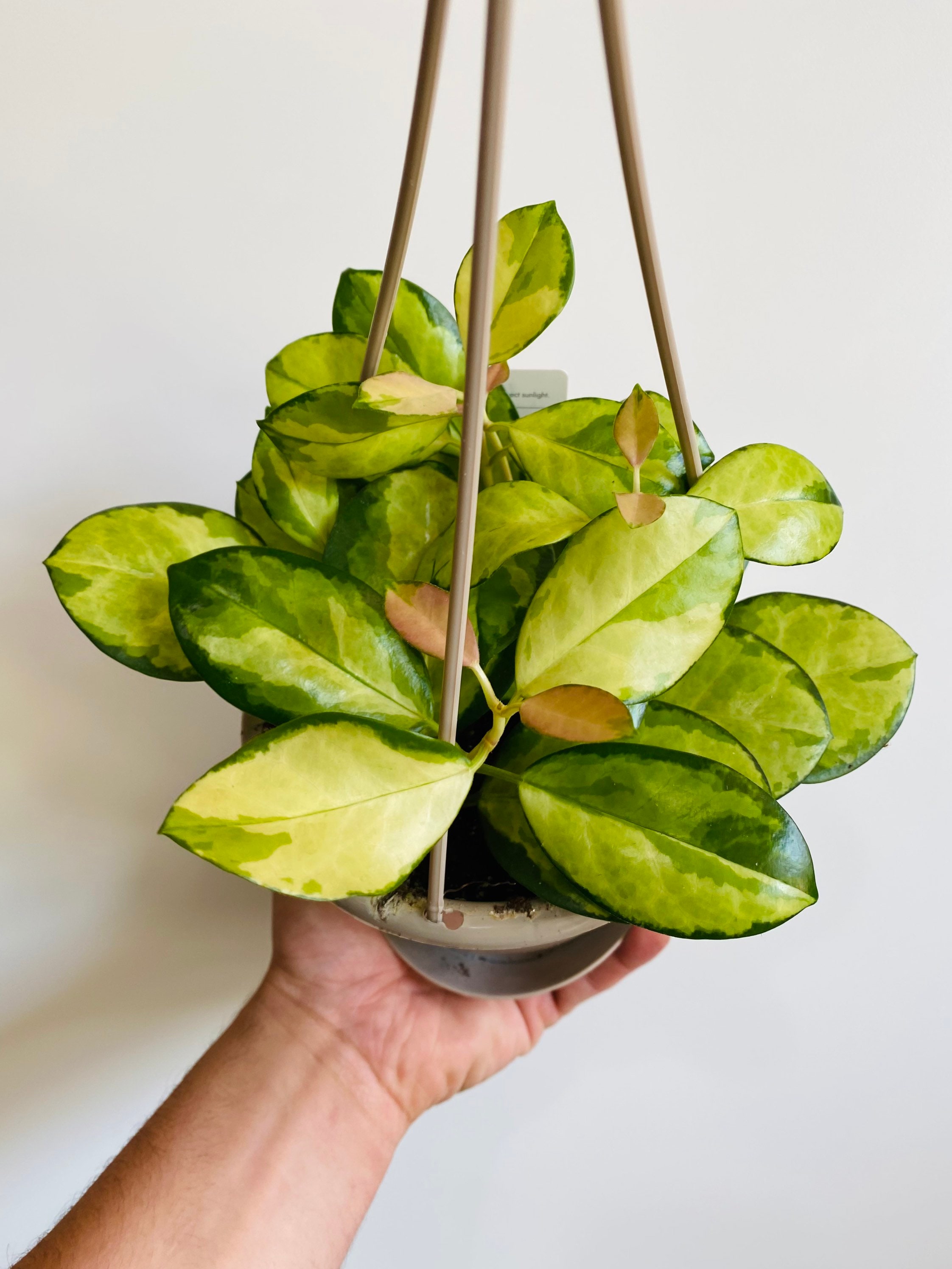 Hoya Australis Lisa  Variegated Fragrant Wax Plant - Etsy