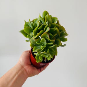 May include: A small, green succulent plant with ruffled leaves in a terracotta-colored pot. The plant has a vibrant green color with hints of red on the edges of the leaves. The pot is round and sits against a plain white background.
