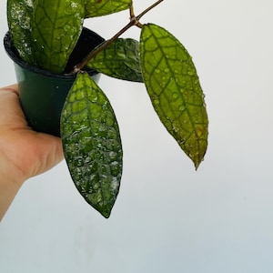 May include: A potted Hoya plant with large, textured green leaves. The leaves have a prominent vein pattern and are covered in water droplets. The plant is in a dark green plastic pot, and the background is plain white.