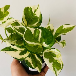 May include: A small potted plant with green and white variegated leaves. The plant is being held in a person's hand.