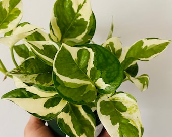 Pothos Glacier - Tropical Houseplant - Rare Pothos