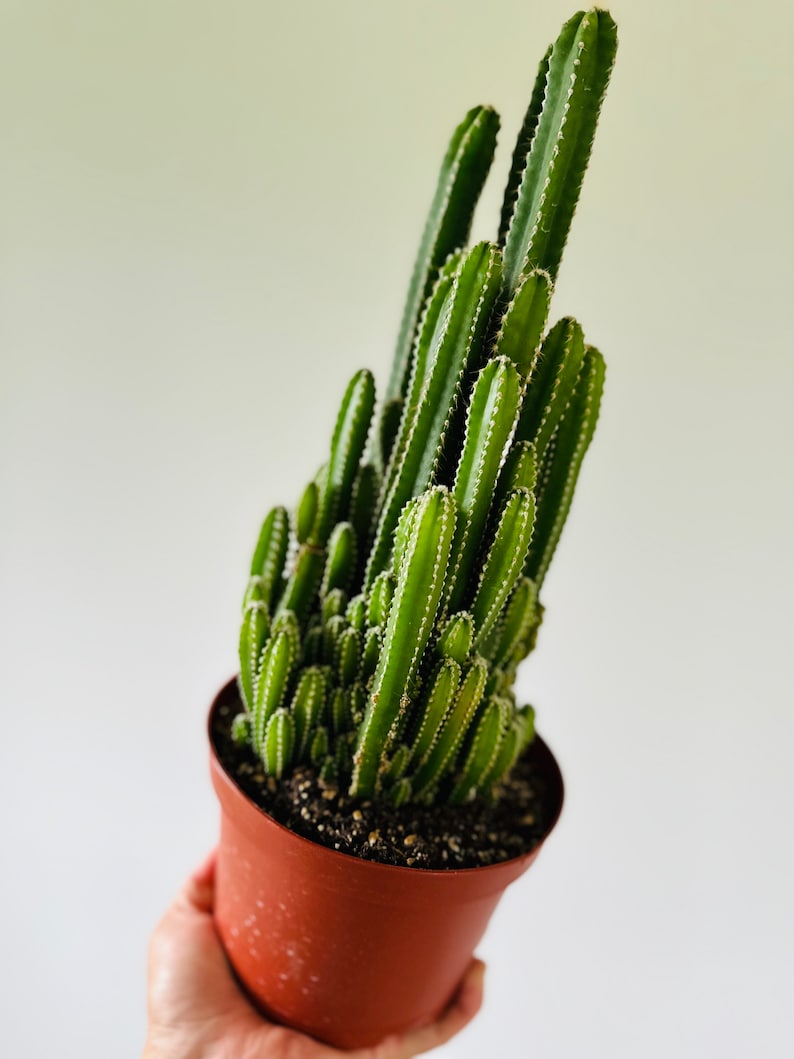 Fairy Castle Cactus Very Large Easy Houseplants Best Beginner Plants 6 Pot image 2