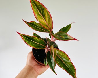 Aglaonema Aurora Siam - Rare Aglaonema Cultivar - Tropical Houseplant - Chinese Evergreen - Live Plant in 4” Pot