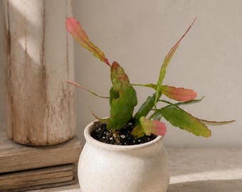 Pseudorhipsalis Ramulosa - Red Blooming Mistletoe Cactus - Live Plant in 3" Pot