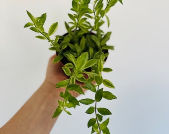 Variegated Lipstick Plant - Aeschynanthus - Live Plant in 4” Pot