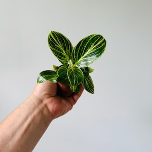 Philodendron White Wave - Starter Plant - Variegated Philodendron - Live Plant in 2&quot; Pot